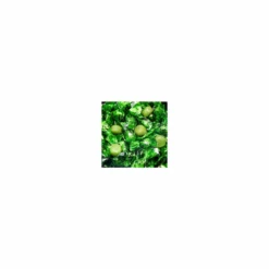Apple Candy TFA Water Soluble Flavor
